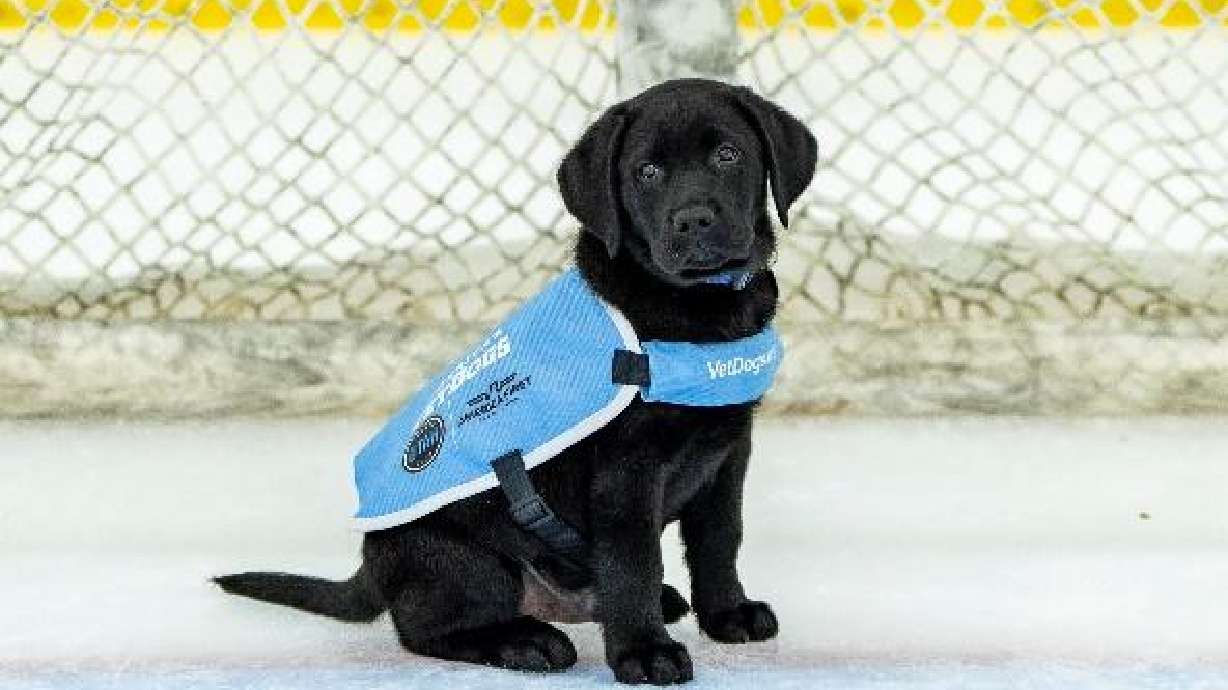 Utah Hockey Club's new team dog Archie.