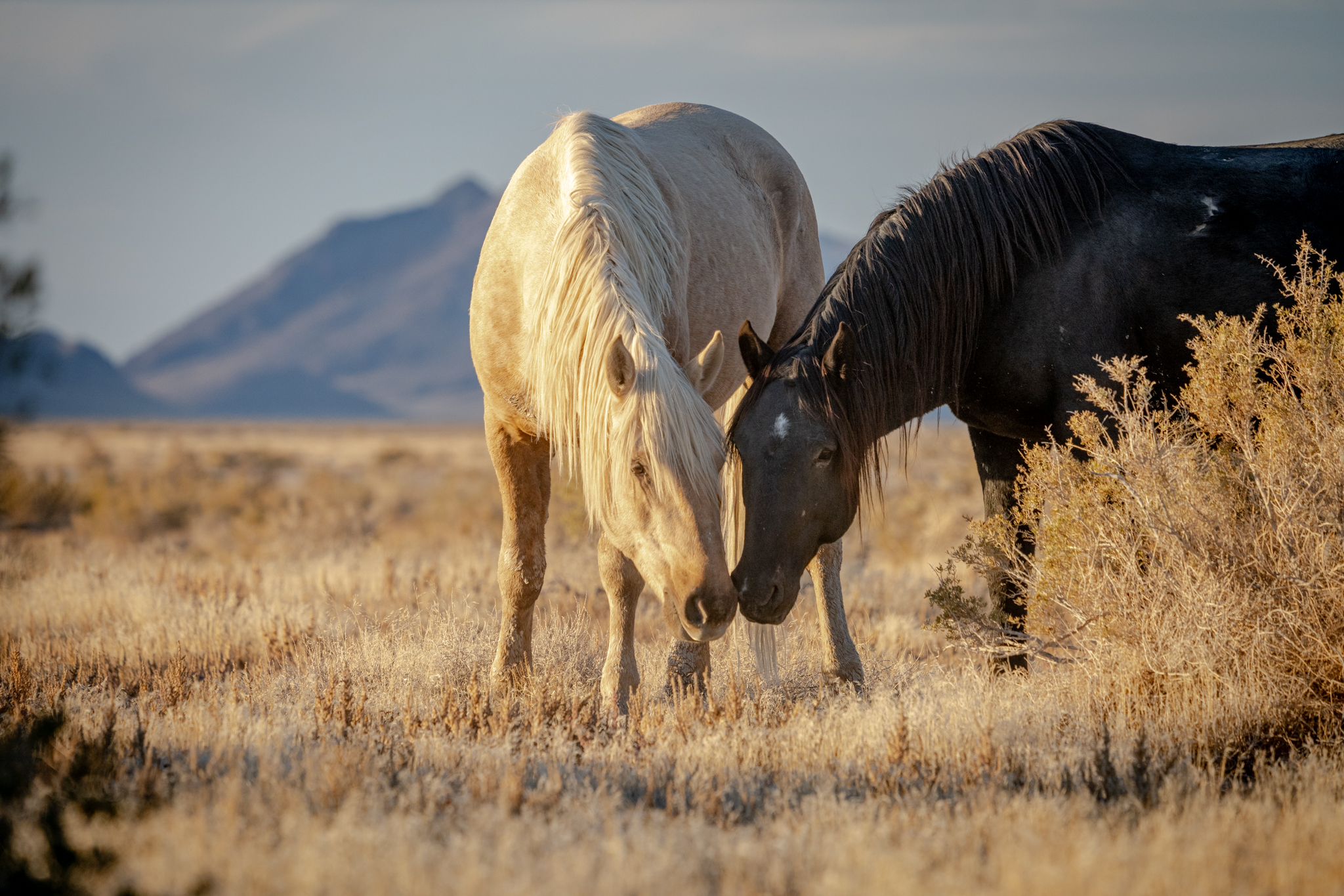 $19,000 reward: BLM seeking public's help finding killer of protected wild stallion near Dugway