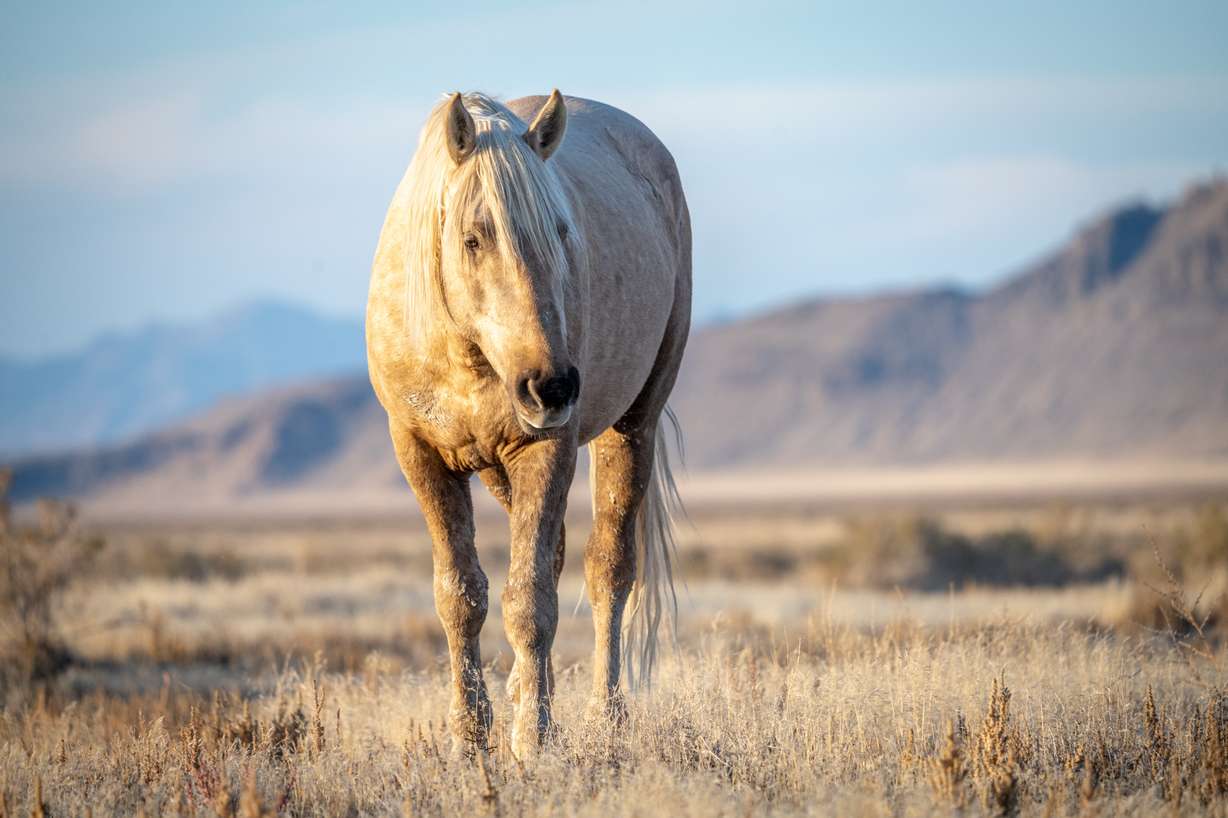 A protected wild stallion was found shot to death Sunday in the Onaqui Herd Management Area near Dugway.