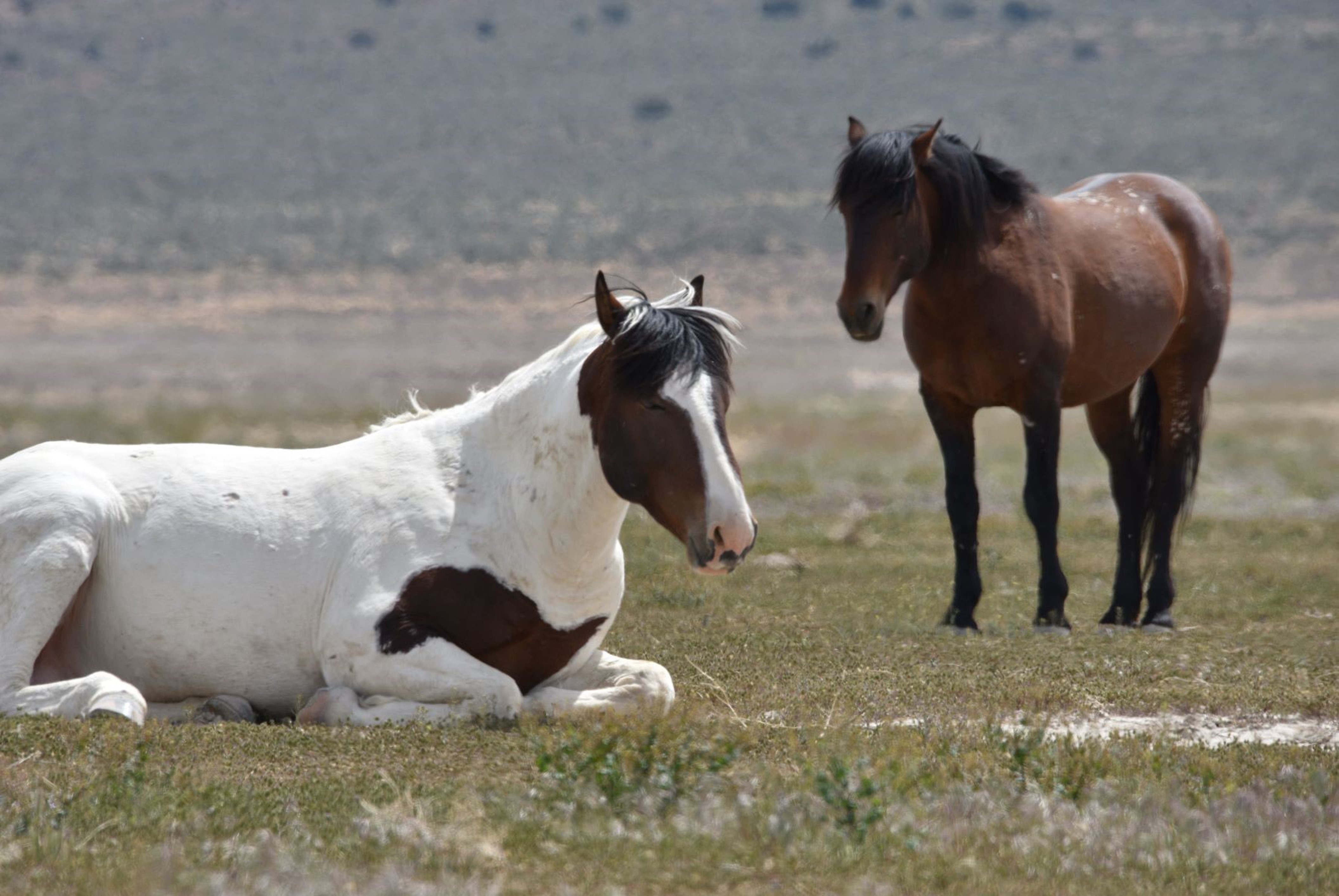 Two protected Onaqui stallions were found shot near Simpson Springs Mountain Road in March 2023.