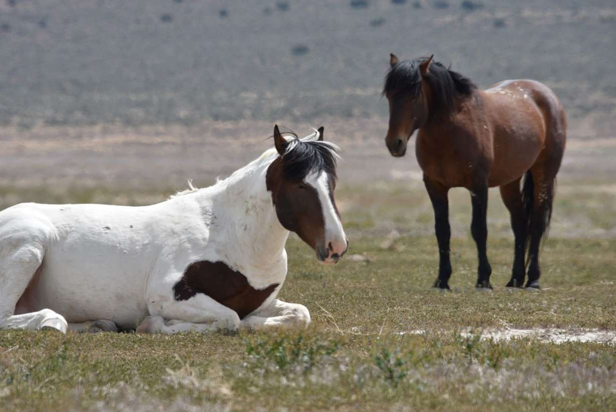 Two protected Onaqui stallions were found shot near Simpson Springs Mountain Road in March 2023.