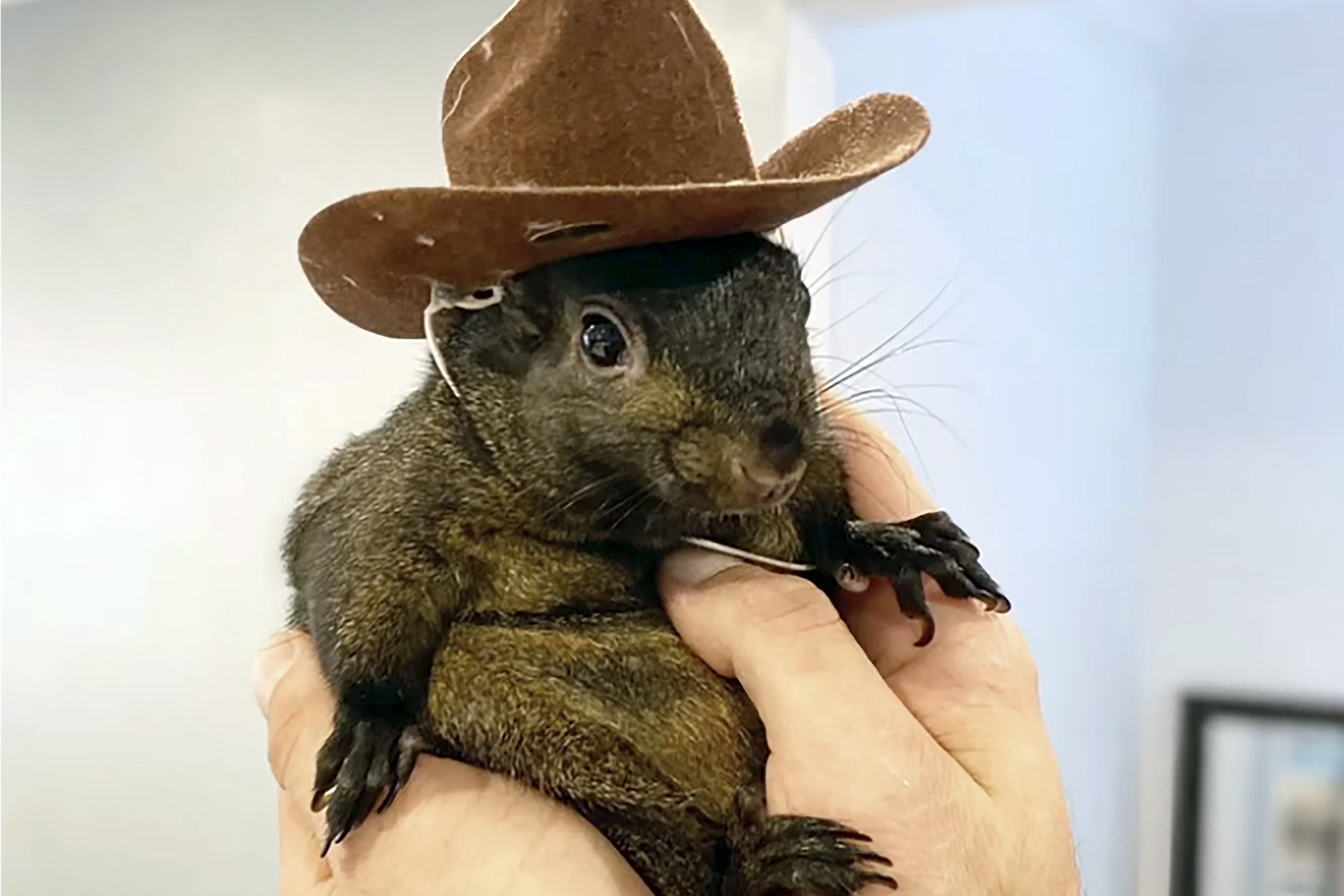 This undated image shows his pet squirrel Peanut that was seized by officers from the state Department of Environmental Conservation, at Longo's home in rural Pine City, N.Y., Oct. 30.