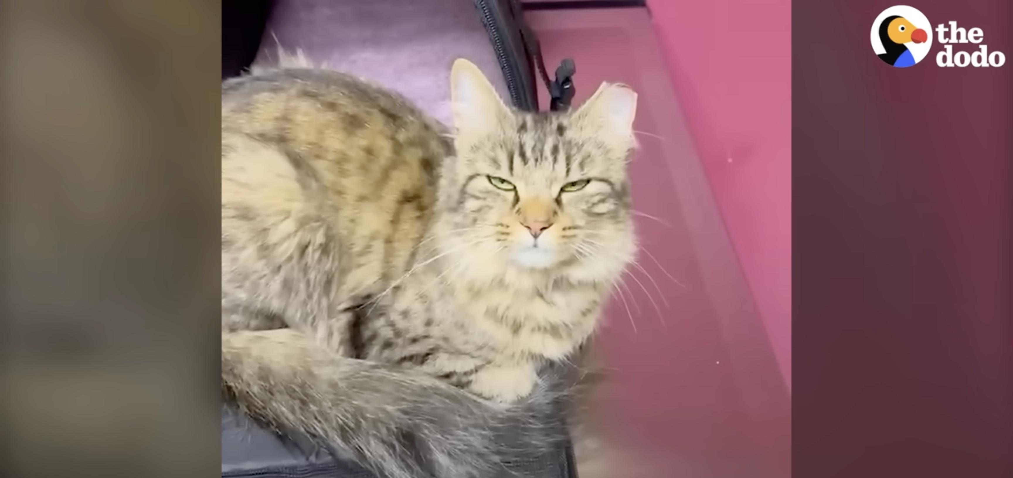 Chai, a previously stray kitten, has found a new home after defending the family's front porch in this video posted Nov. 11.