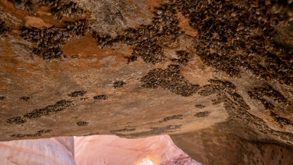 Shells of invasive quagga mussels still cling to the canyon walls where the water of Lake Powell has receded in Davis Gulch, a side canyon on the Escalante River arm of the reservoir, on Oct. 6, 2022.