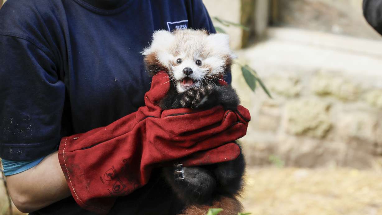 Red panda Roxie is shown in a photo released Thursday. Zookeepers in Scotland have blamed pyrotechnics from annual Bonfire Night celebrations for the death of the baby red panda.