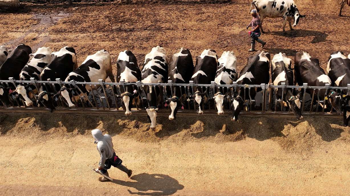 Cattle eat at Mitch Hancock’s dairy farm in Corrine, Box Elder County, on July 23. Hancock runs 3,000 head on about 4,500 acres. Salt Lake City is among those pushing for plant food diets to counter methane emissions.