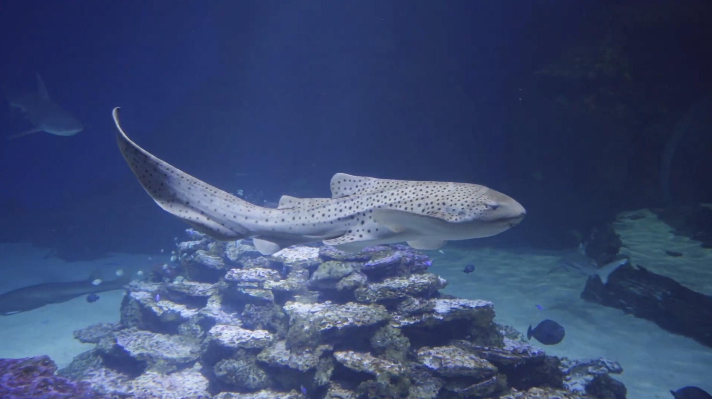 The Loveland Living Planet Aquarium is welcoming its newest resident — a beautiful zebra shark — with a naming contest.