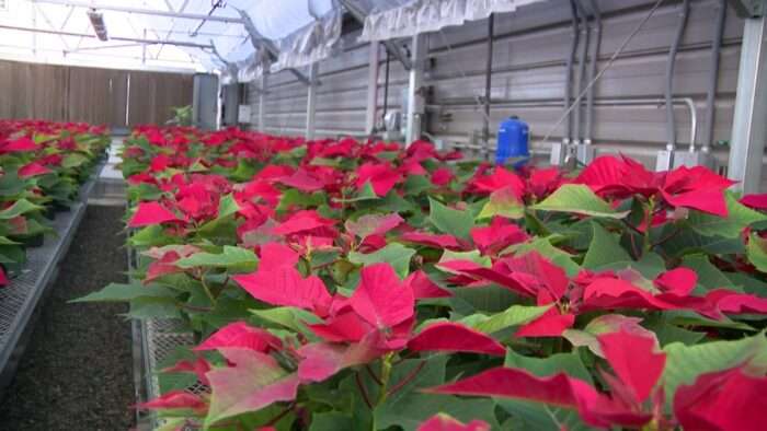 The Salt Lake City International Airport's holiday decorating team grow their own poinsettias in a greenhouse.