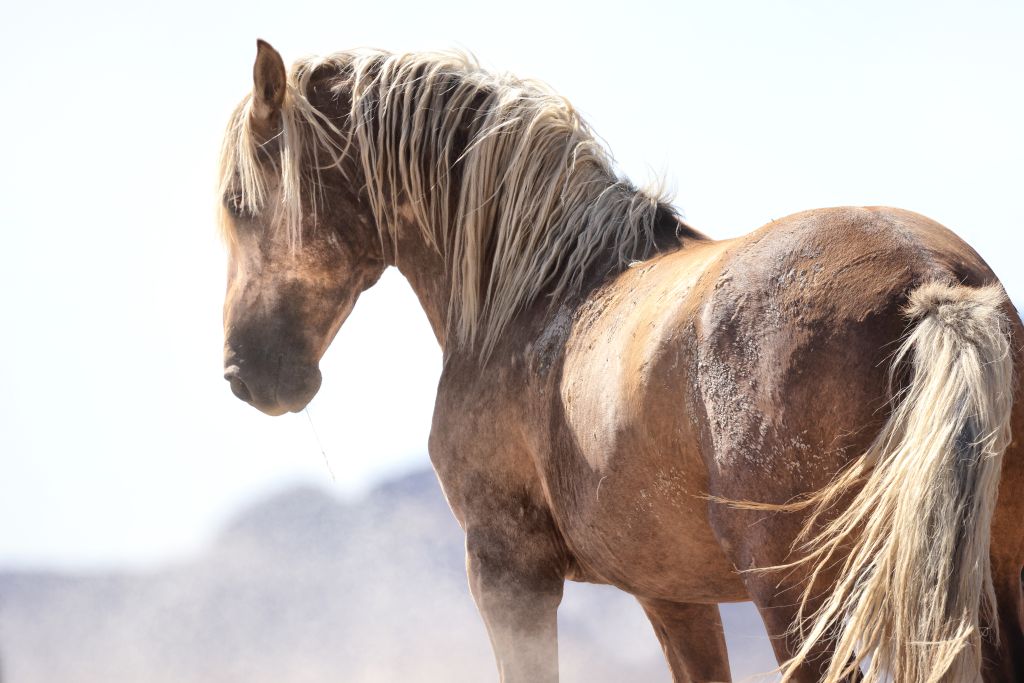 A protected wild stallion was found shot to death Sunday in the Onaqui Herd Management Area near Dugway.