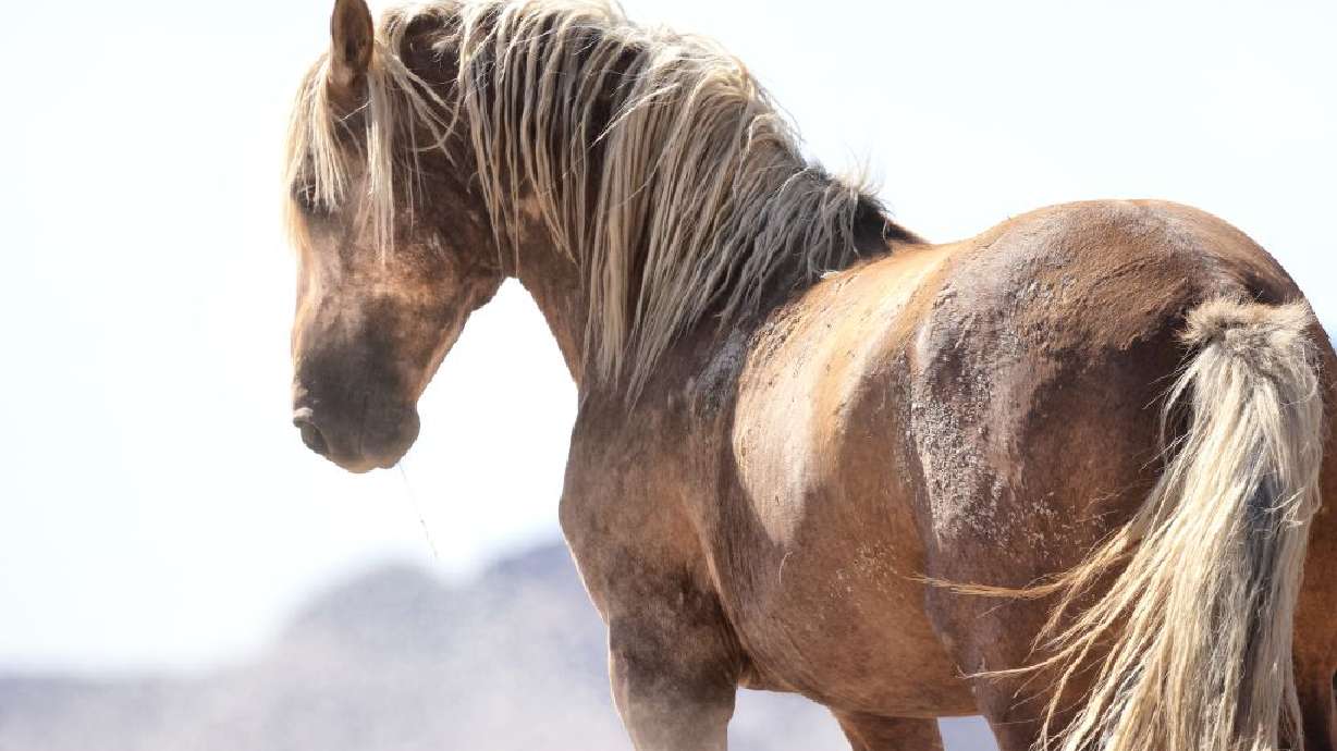 A protected wild stallion was found shot to death Sunday in the Onaqui Herd Management Area near Dugway.
