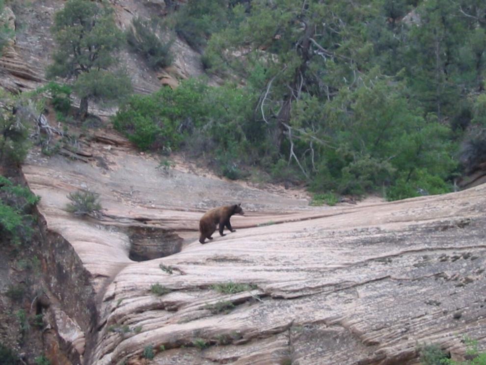 Black bear sightings are on the rise in Zion National Park, officials say