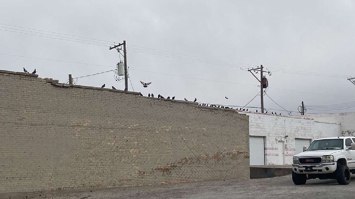 Wildlife officials believe the reason why dozens of pigeons were found lying dead on a downtown city block in American Falls, Idaho, is due to malnutrition.