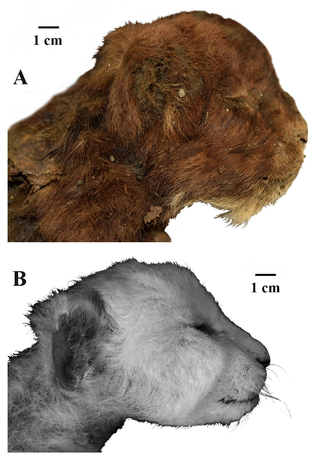 Saber-toothed cat mummy found with intact skin, fur and toes is 'mind-blowing,' scientists say