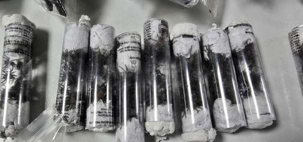 Smuggler arrested with 300 tarantulas strapped to his body