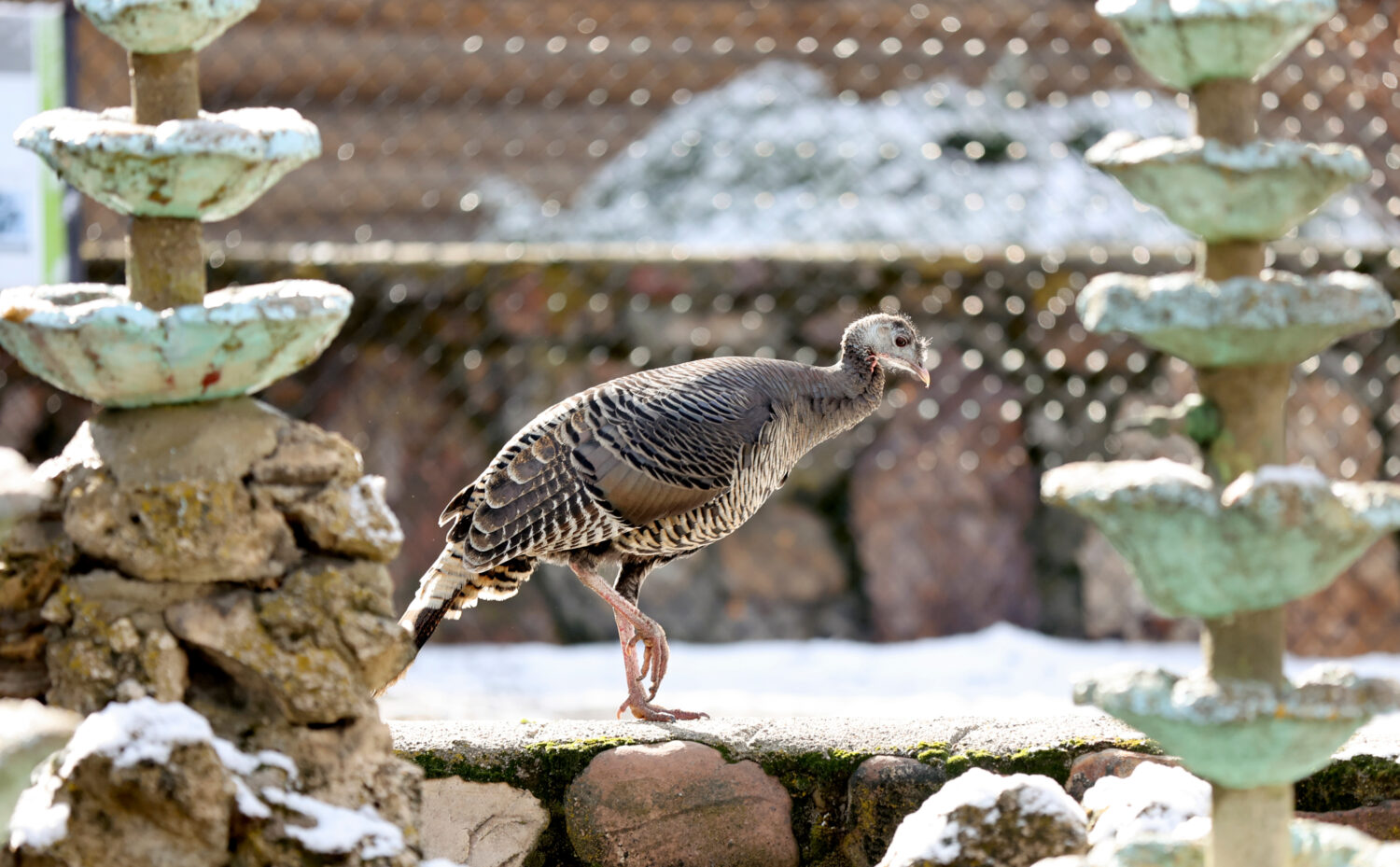 Rosie the wild turkey makes her annual appearance