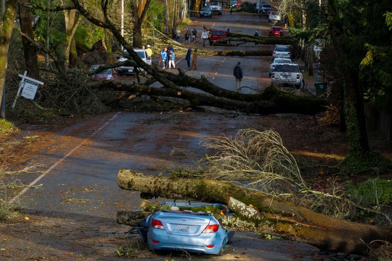 A drone view shows multiple fallen trees after a powerful storm hit the U.S. Pacific Northwest and western Canada, causing power outages in Washington, Oregon, California and British Columbia while wreaking havoc on road travel, in Seattle, Washington, Wednesday.