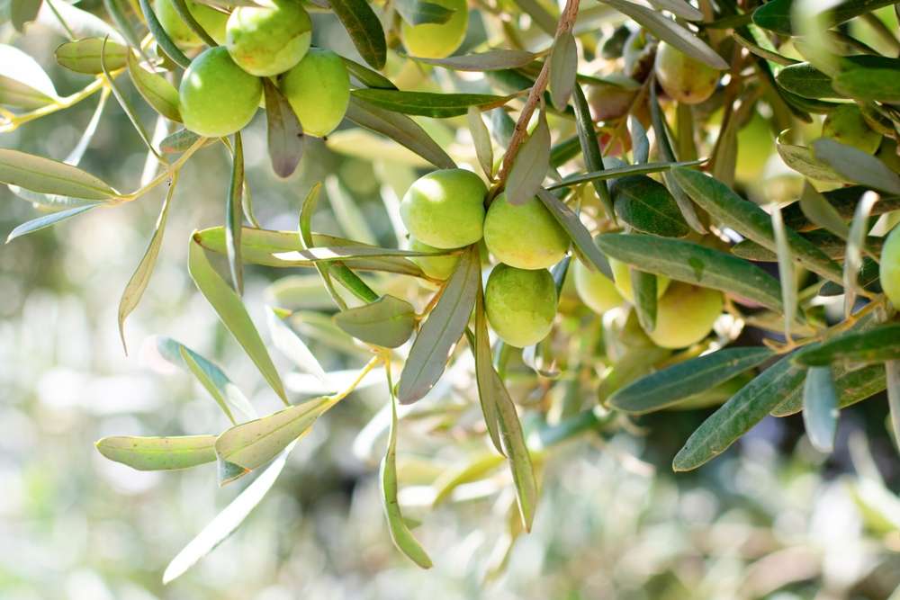 Utah company offers 6 secrets to choosing the best olive oil