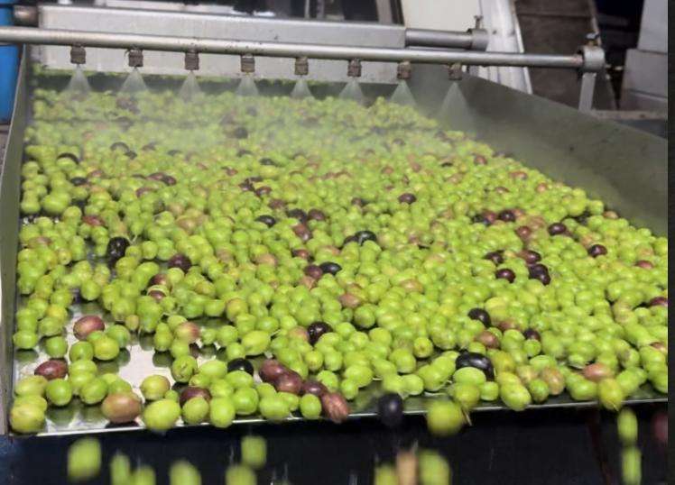 Utah company offers 6 secrets to choosing the best olive oil