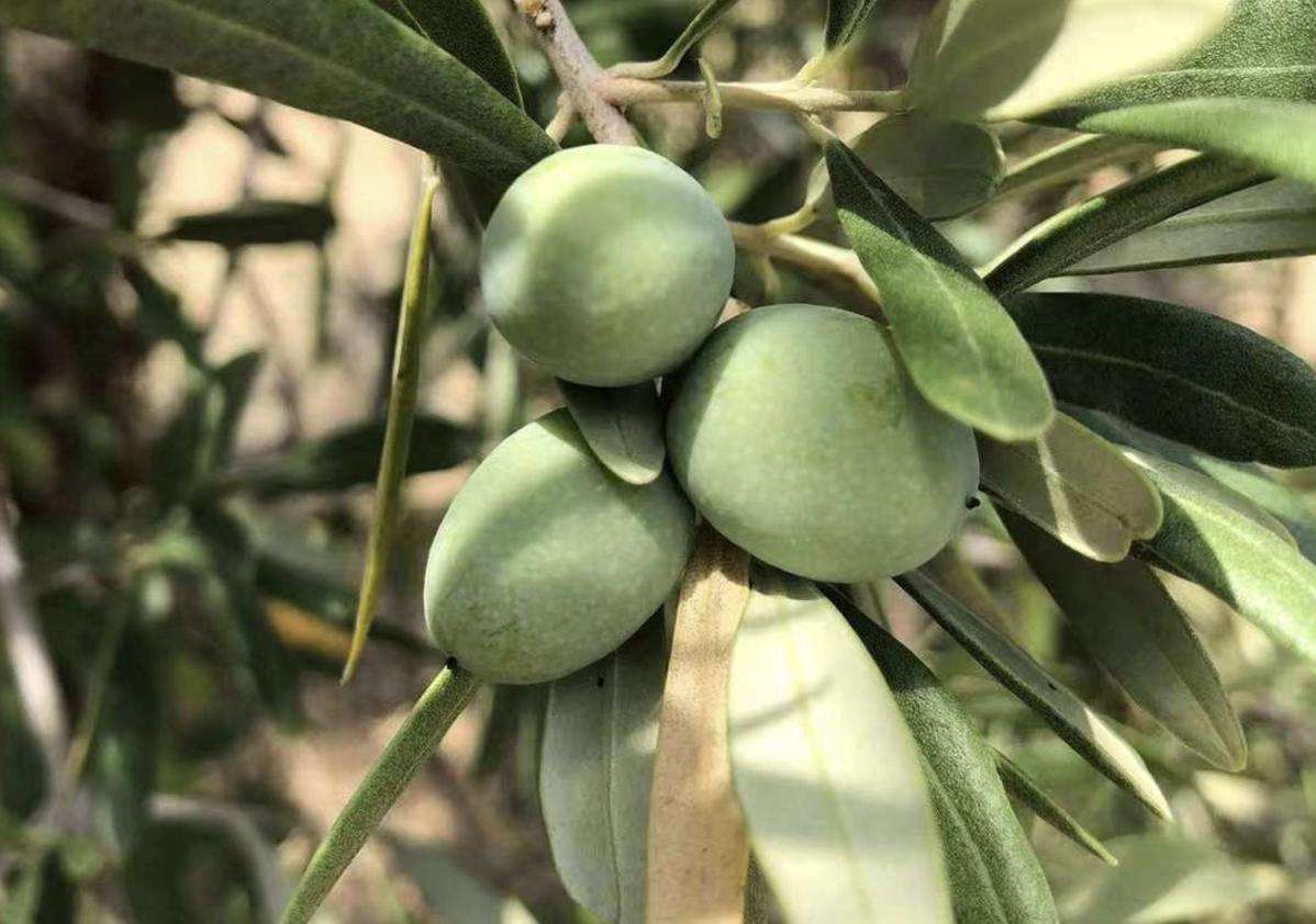 Utah company offers 6 secrets to choosing the best olive oil