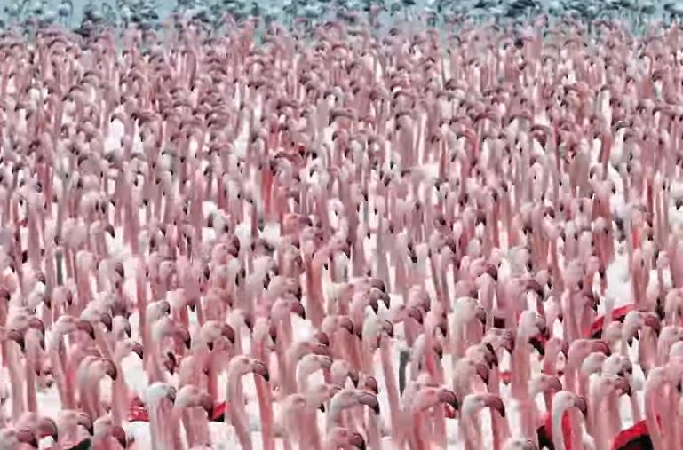 Have You Seen This? A mesmerizing crew of flamingos