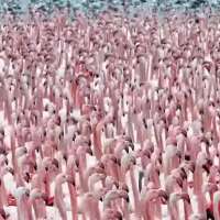 Have You Seen This? A mesmerizing crew of flamingos