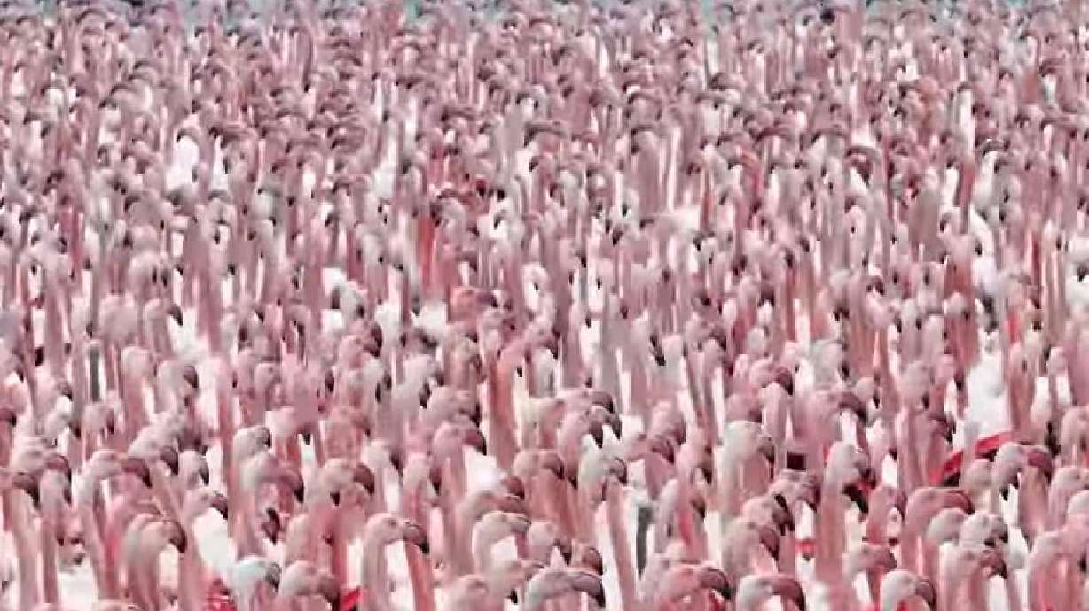 A flamboyance of flamingos is seen in Aktau, Kazakhstan, in this Nov. 10 video. Similar occurrences seem to happen each November there.