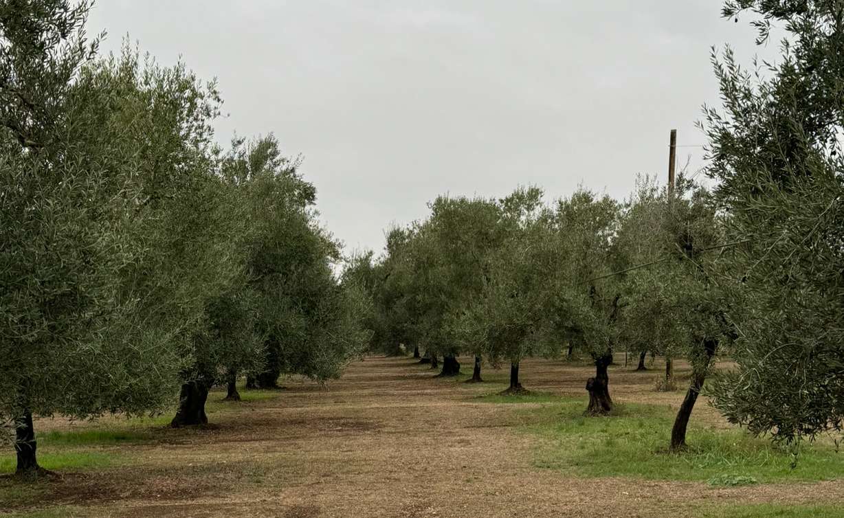 Utah company offers 6 secrets to choosing the best olive oil