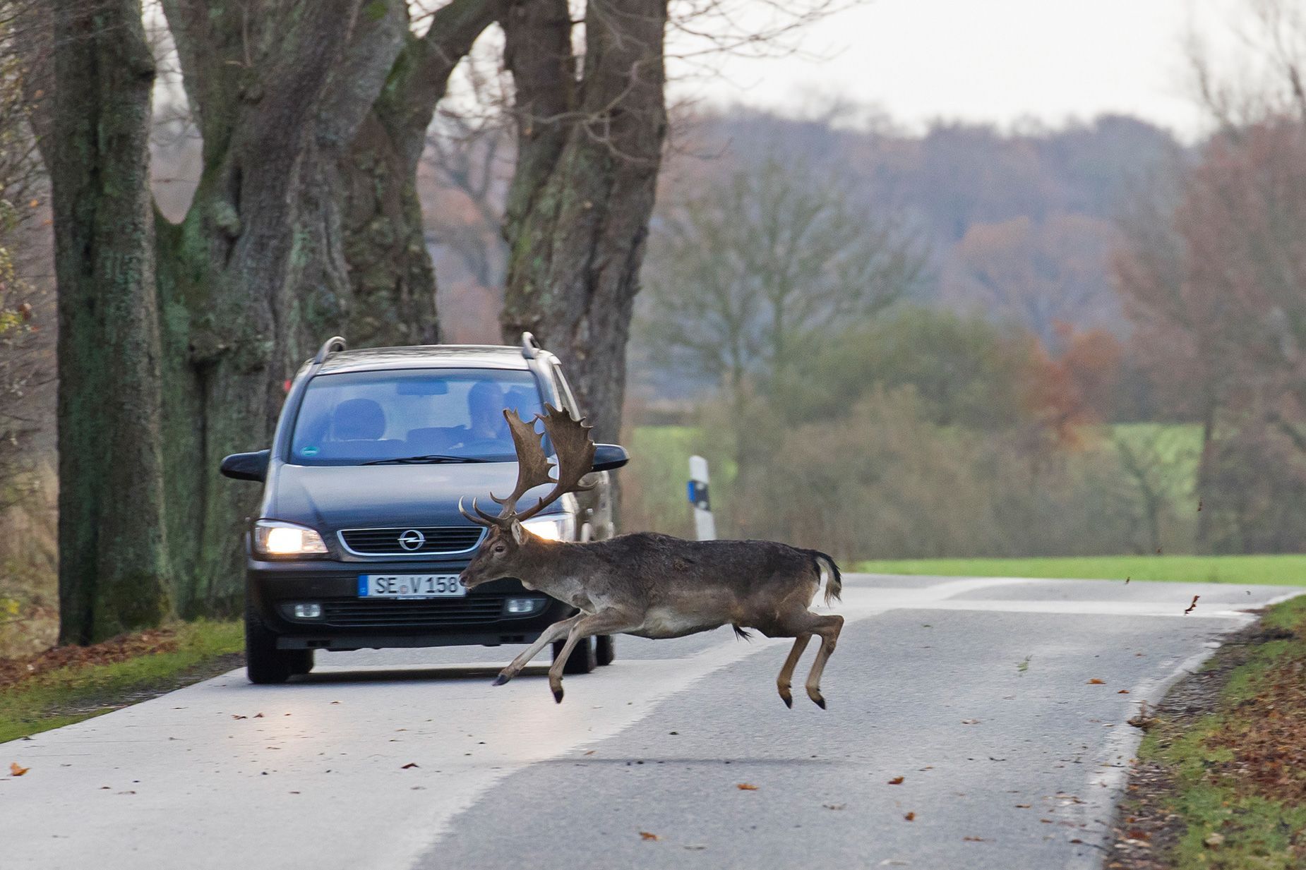 Forget sharks and bears — it's deer that you should worry about hurting you