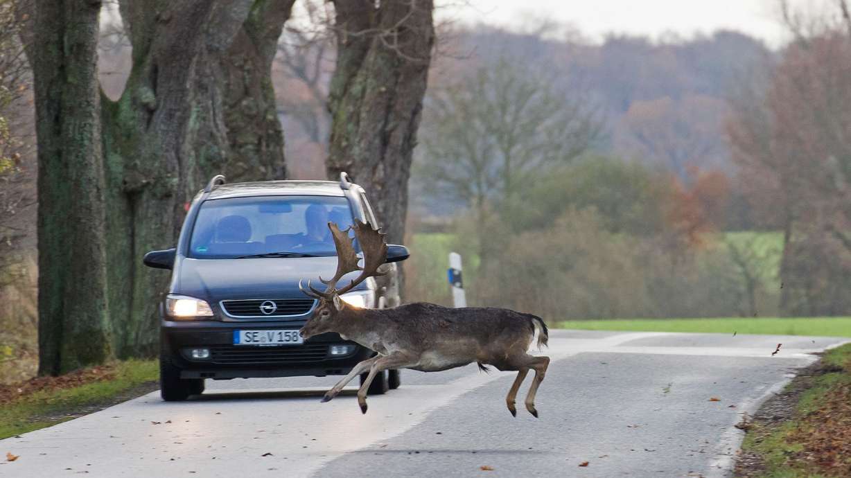 A fallow deer buck darts across the road right in front of car during the rut in autumn. Fallow deer are native to Asia but are common in Britain and elsewhere in Europe. The bucks sport broad, flat antlers.