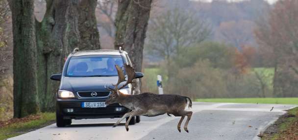 Forget sharks and bears — it's deer that you should worry about hurting you