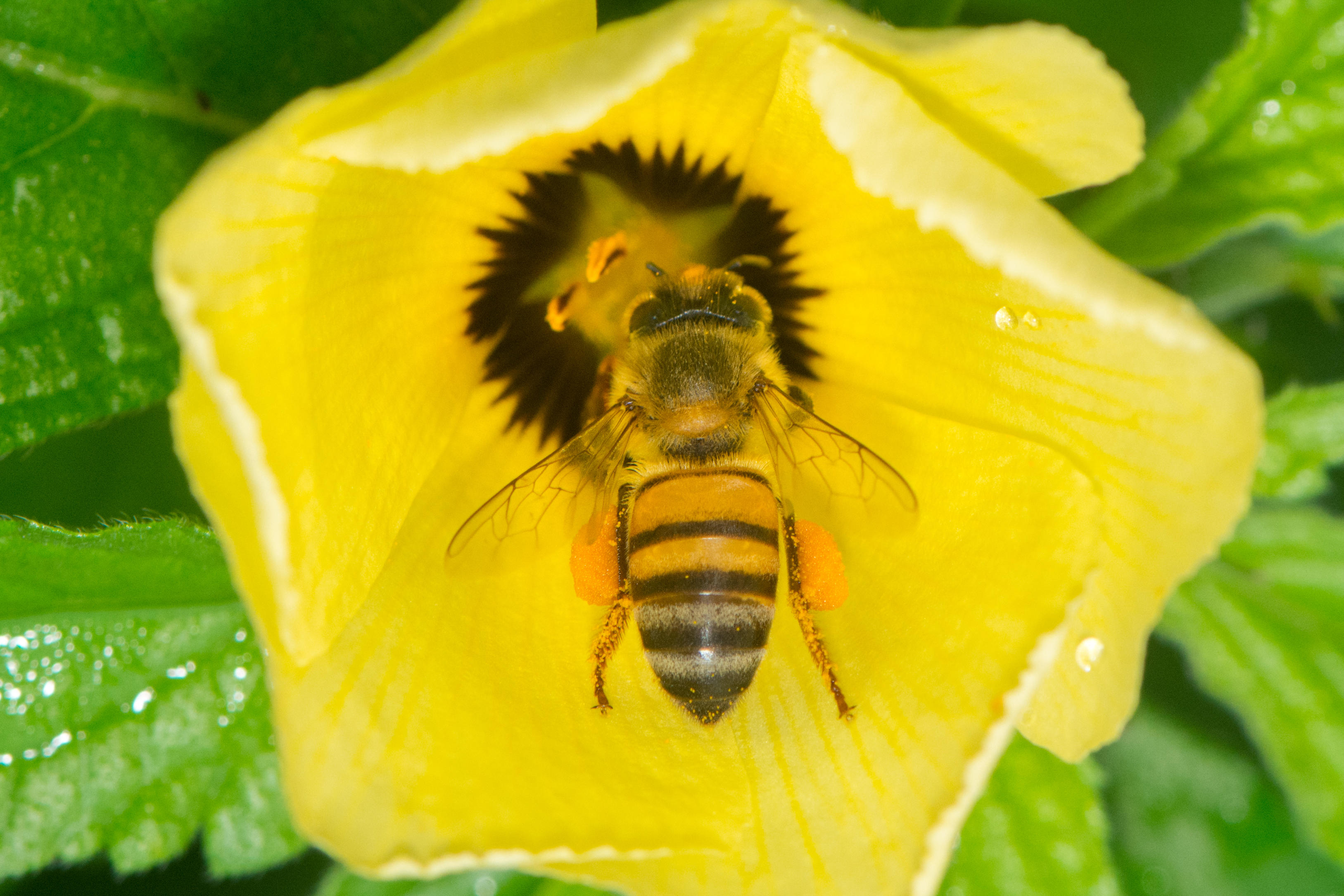 'Straight at me': Tree trimmer stung over 100 times by bees, falls 30 feet to the ground