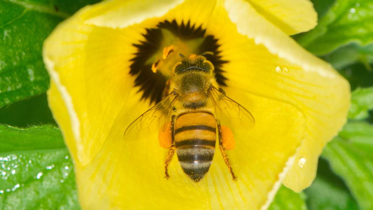 A killer bee, otherwise known as an Africanized honey bee, is pictured. A Florida tree trimmer was swarmed by an angry hive of bees Wednesday.
