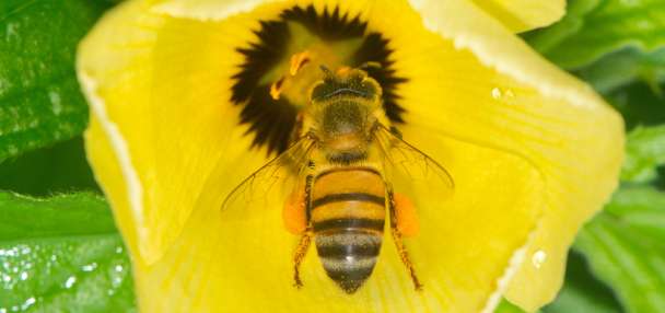 'Straight at me': Tree trimmer stung over 100 times by bees, falls 30 feet to the ground