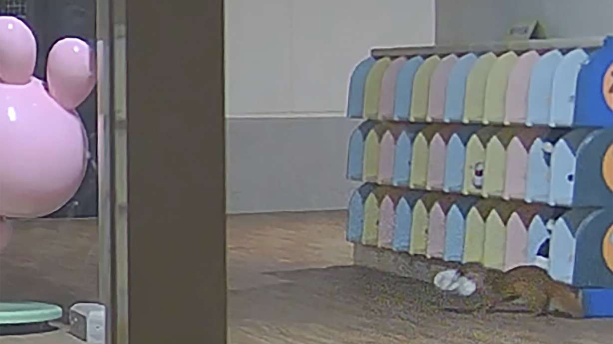 This image made from security camera video released by Kasuya Police shows a weasel — yes, an actual weasel — with a shoe at a kindergarten in Koga, Fukuoka prefecture, southwestern Japan, on Nov. 11.