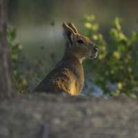 A desert oasis outside of Dubai draws a new caravan: A family of rodents from Argentina