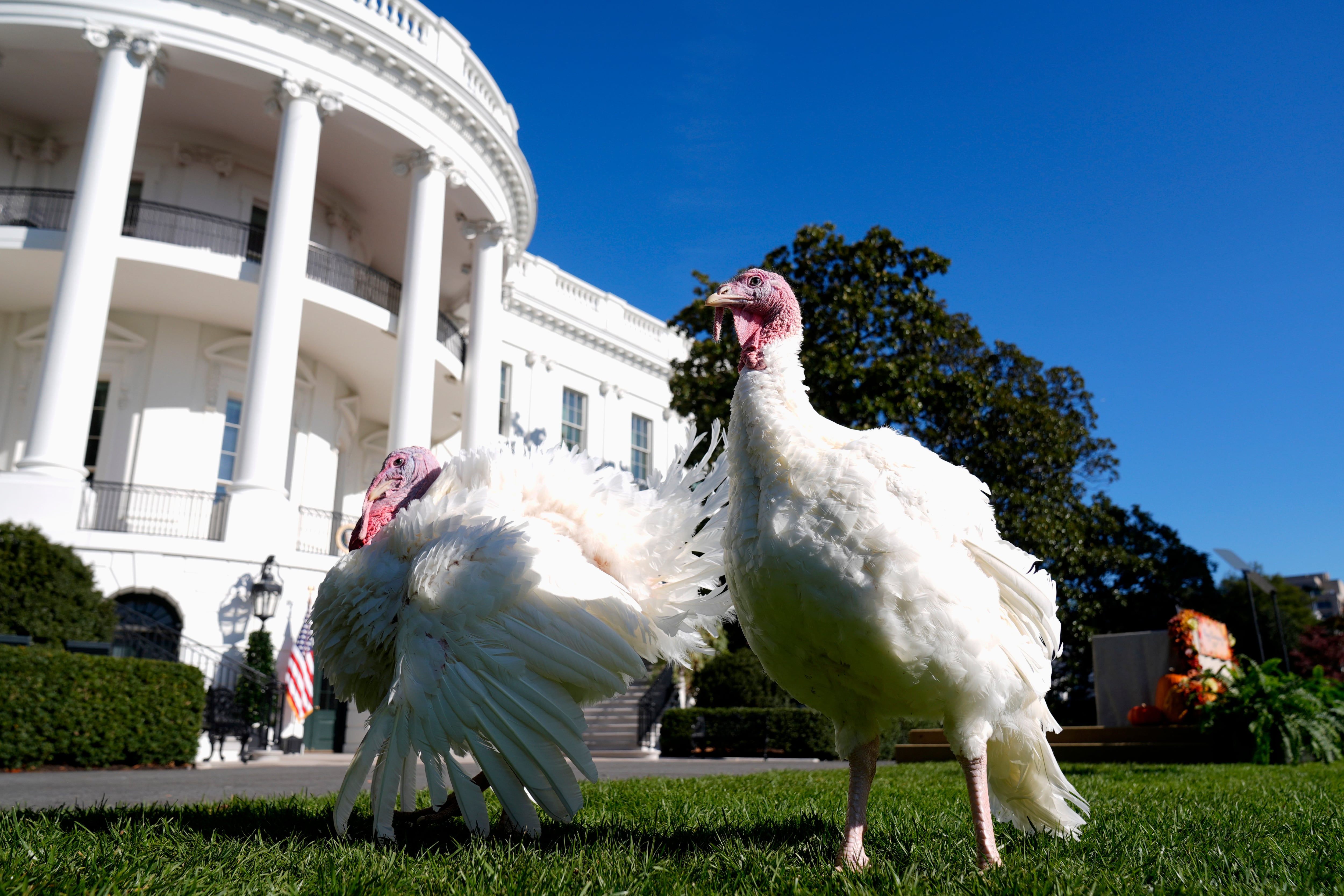 The national Thanksgiving turkeys Peach and Blossom are pictured before a pardoning ceremony with President Joe Biden on the South Lawn of the White House in Washington, Monday.