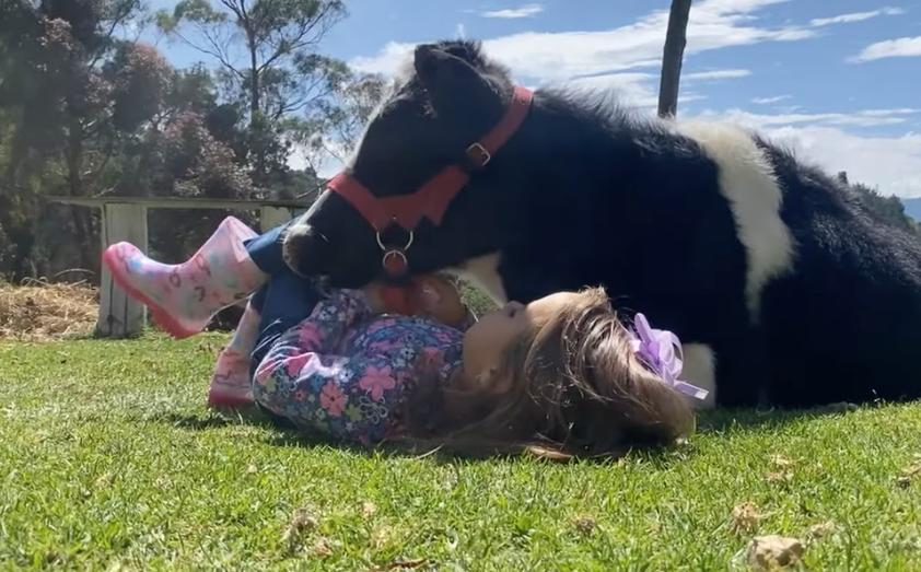 A young girl sings to her pet cow in this Aug. 4 video from Colombia.