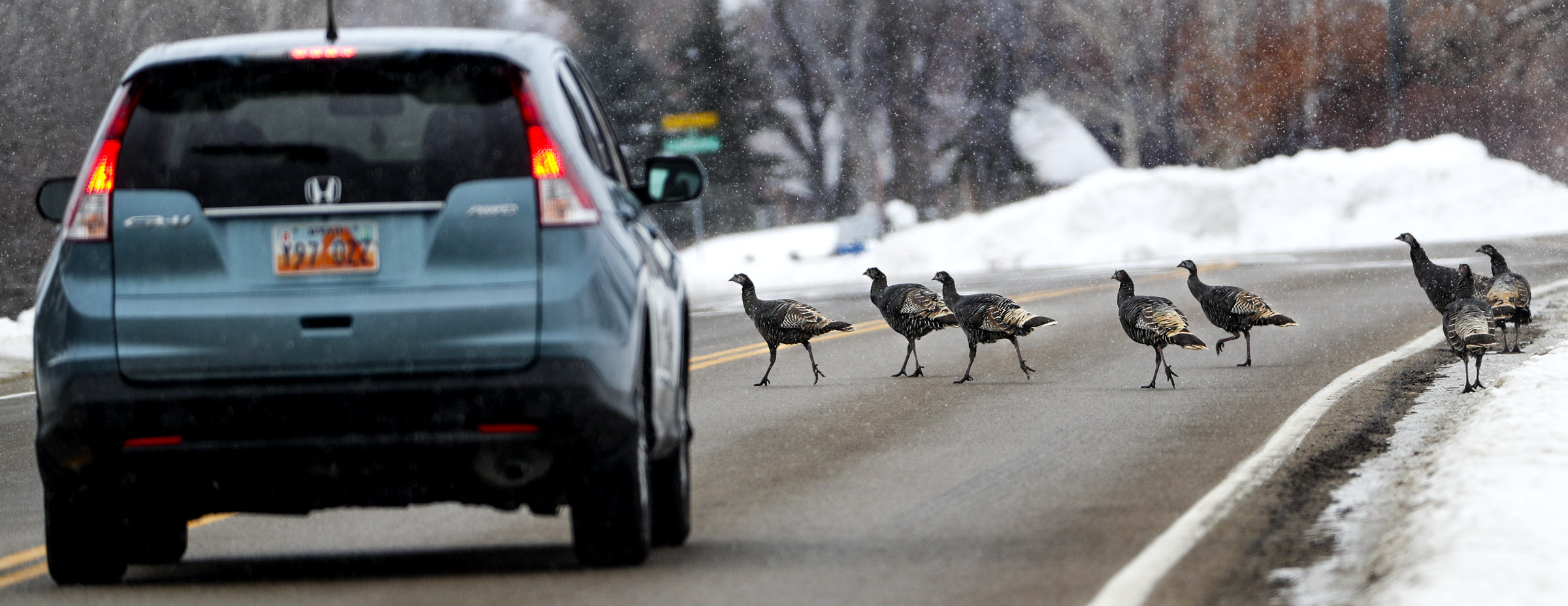 How Utah's turkey population rebounded this year 