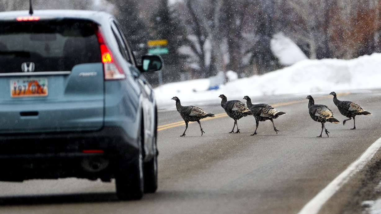 A motorist brakes for a rafter of wild turkeys as they cross the road in Huntsville, Weber County, on Jan. 10, 2019. Utah reported an increase in its wild turkey population over the past year.