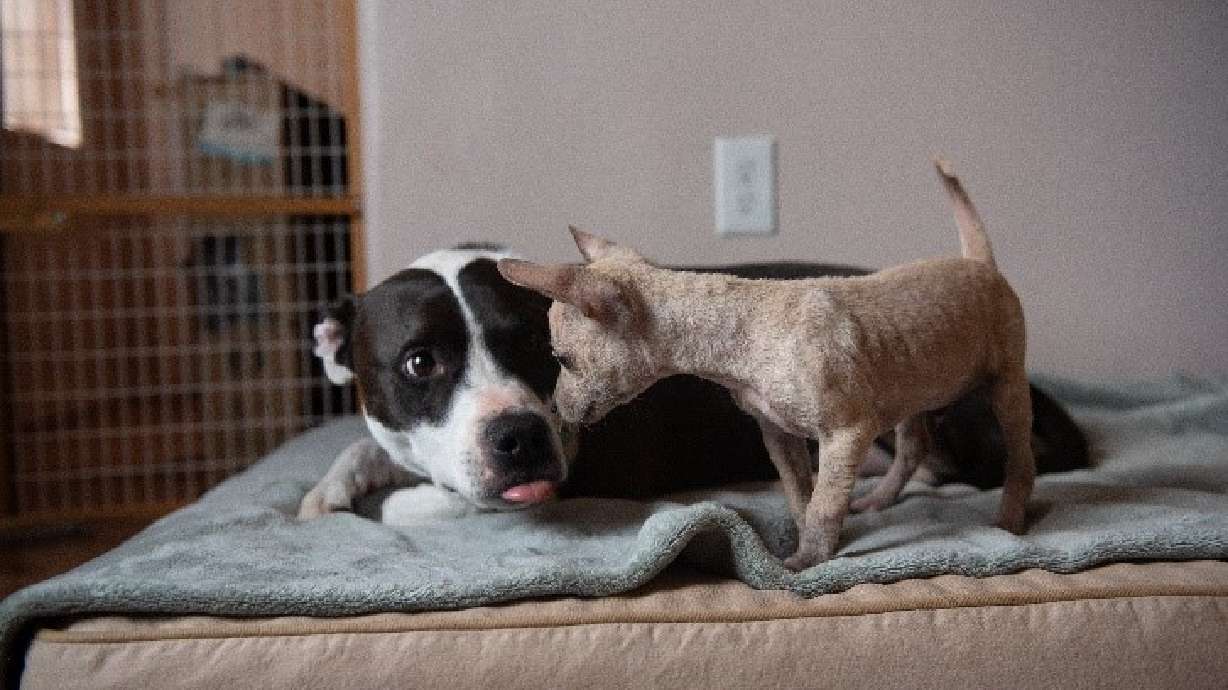 Two dogs nuzzle up to each other at Best Friends Animal Society in Salt Lake City. The Best Friends organization suggests now is a great time to adopt or foster a pet.