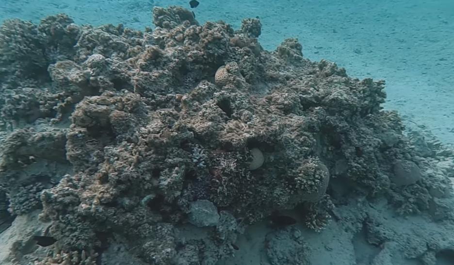 Have You Seen This? Bet you can't find the hidden octopus