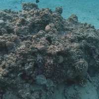 Have You Seen This? Bet you can't find the hidden octopus