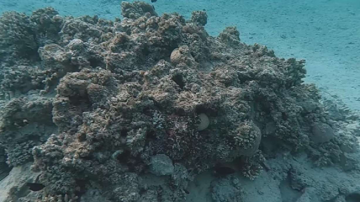Can you spot the octopus playing hide-and-seek in this coral reef in Sahl Hasheesh, Egypt, on Nov. 14?