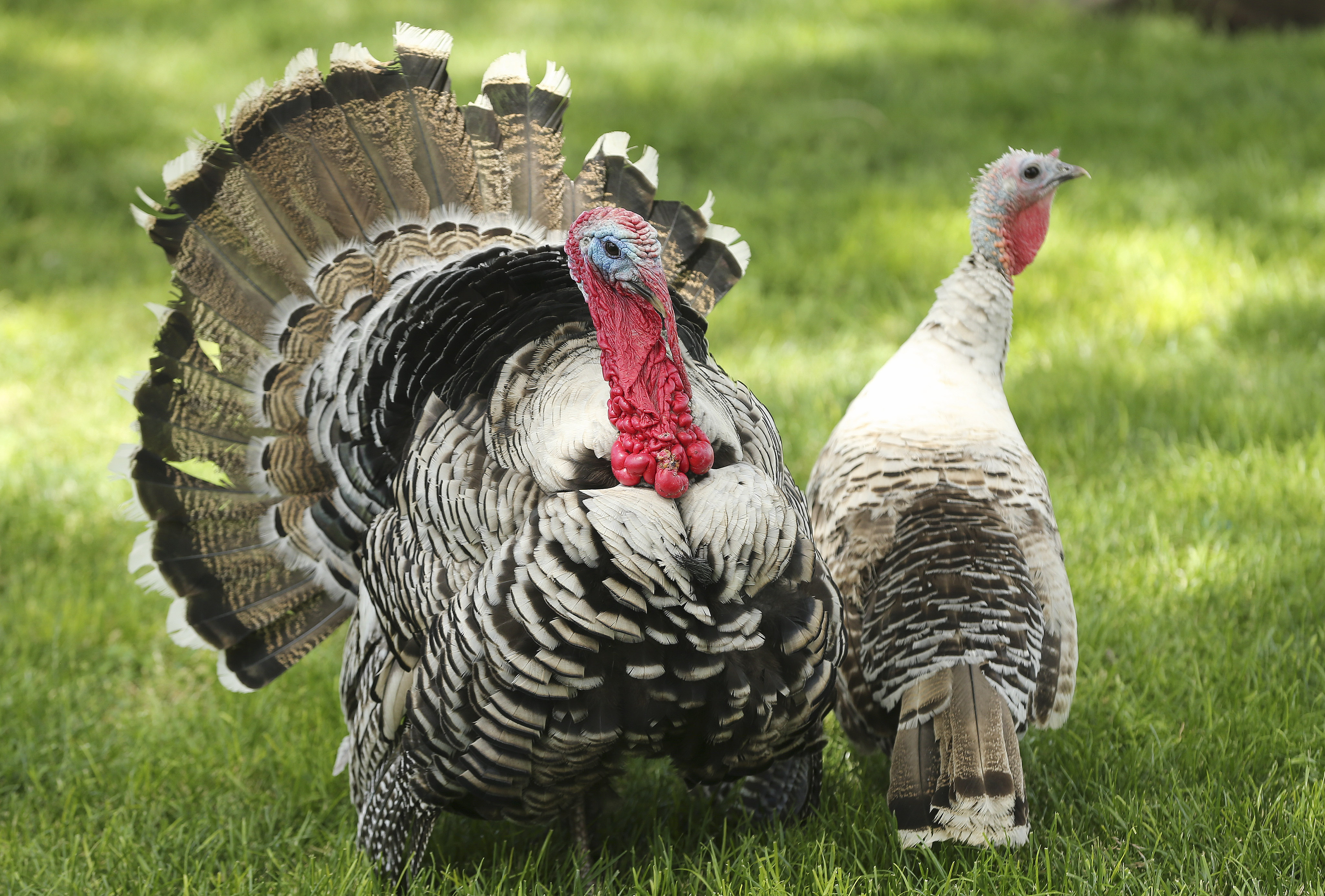 Turkeys roam at a farm in Tremonton on June 24, 2020. Fire departments note that Thanksgiving Day is the busiest day for house fires across the country and Utah. The cooking of these birds can causes more problems than we realize.