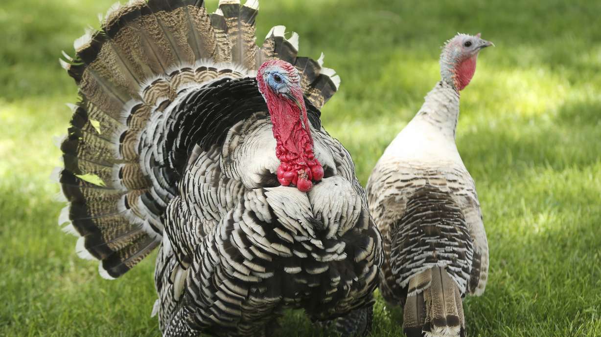 Turkeys roam at a farm in Tremonton on June 24, 2020. Fire departments note that Thanksgiving Day is the busiest day for house fires across the country and Utah. The cooking of these birds can causes more problems than we realize.