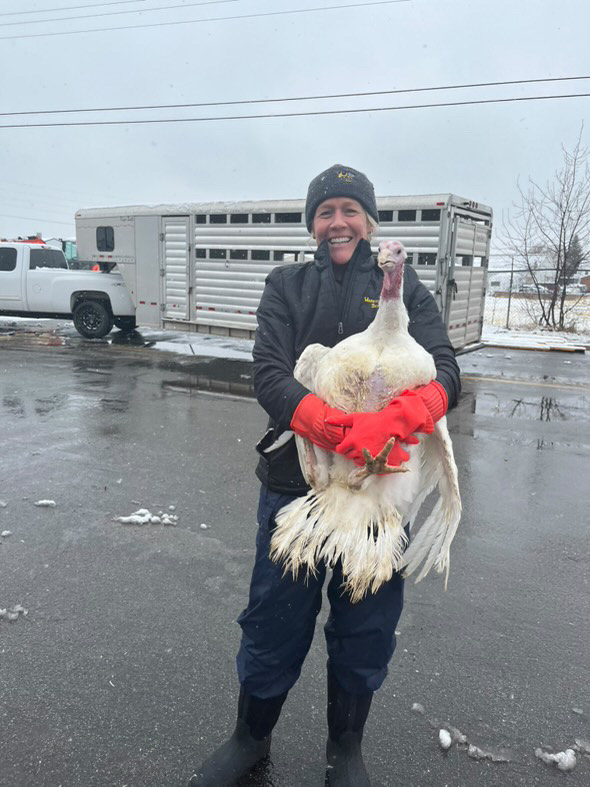 Wasatch High School biology teacher Bre Carter and over 200 of her students participated in a "farm to fork" lesson where they learned how to harvest a turkey in preparation for Thanksgiving.