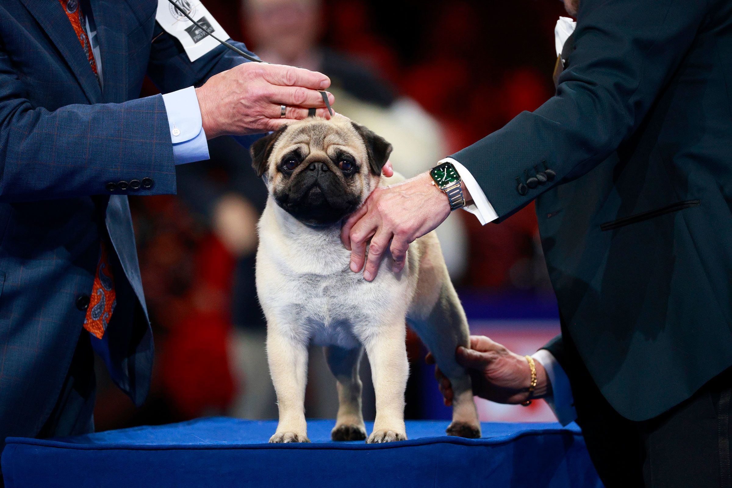 The 2.5-year-old pug bested 2,000 other dogs to take the top title.