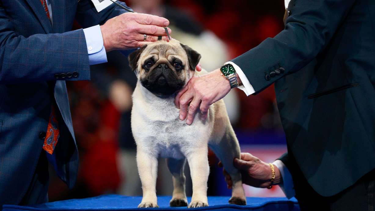The 2.5-year-old pug bested 2,000 other dogs to take the top title.
