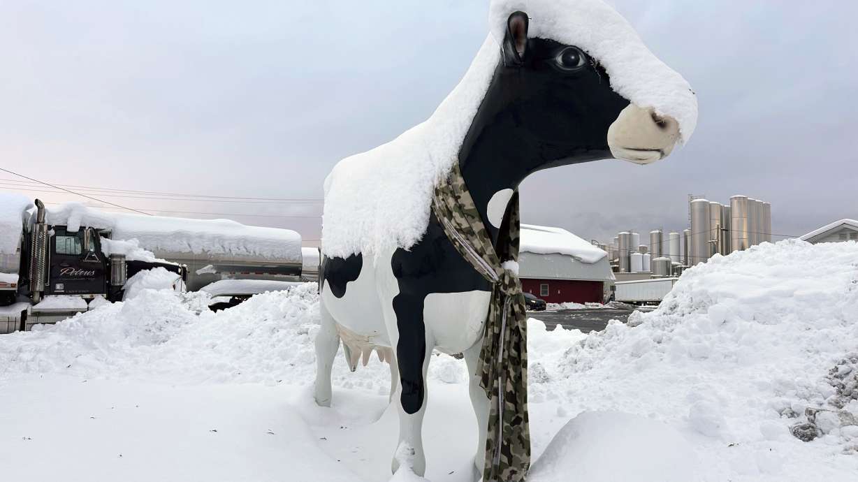 Snow rests on top of a cow sculpture in Lowville, N.Y., on Sunday Dec, 1, 2024.