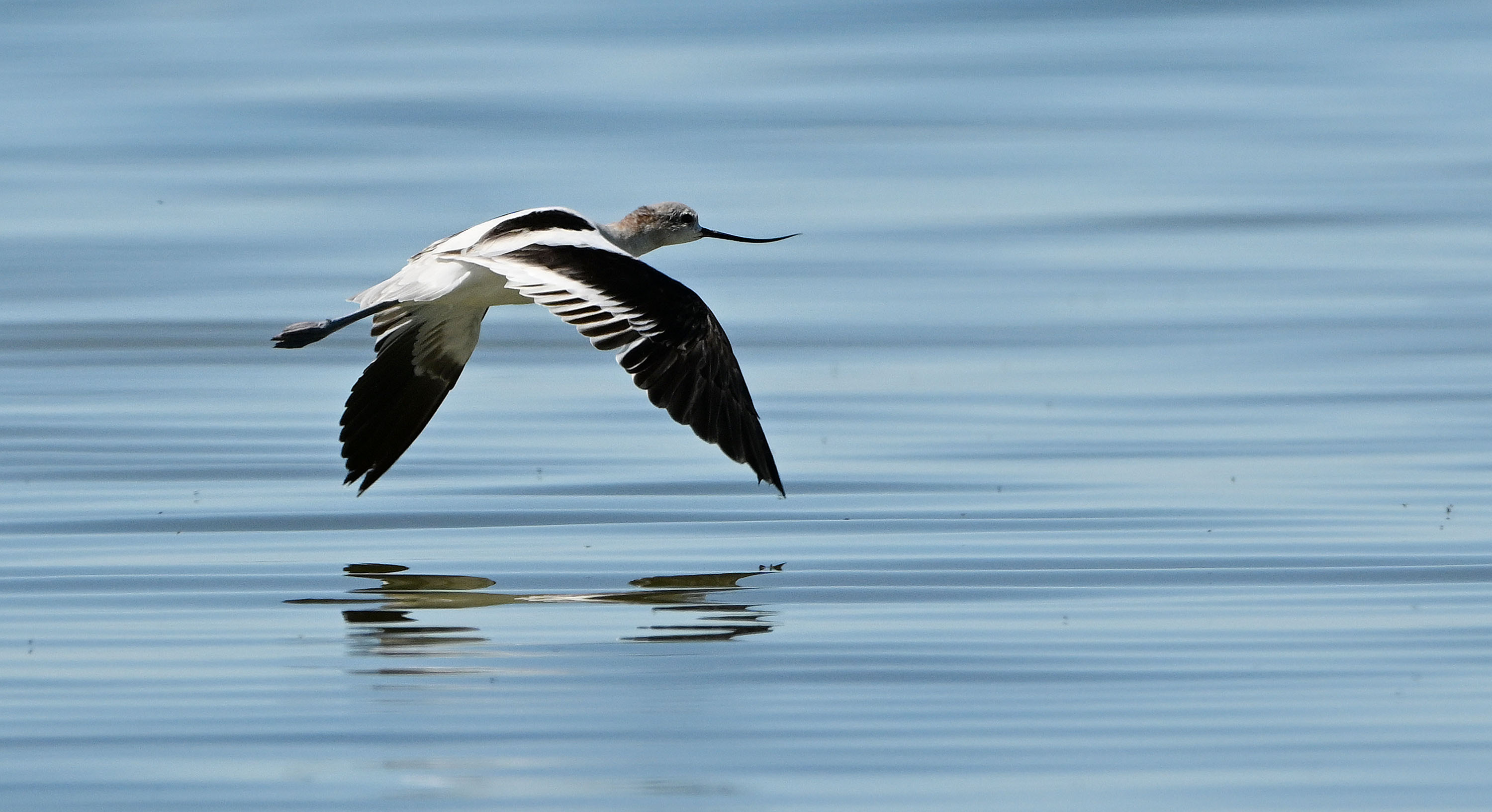 An American avocet skims the surface of the water in search of food at the Great Salt Lake near Magna on Sept. 24. Over 10 million migratory birds rely on the lake every year.